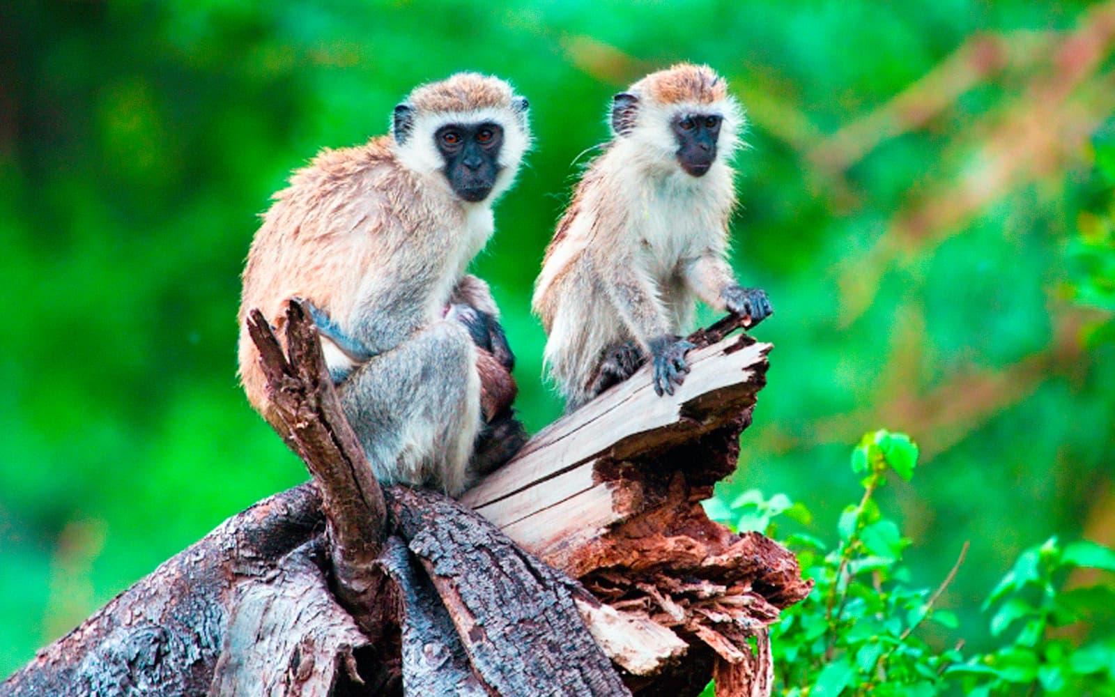 Arusha National Park and Mount Meru