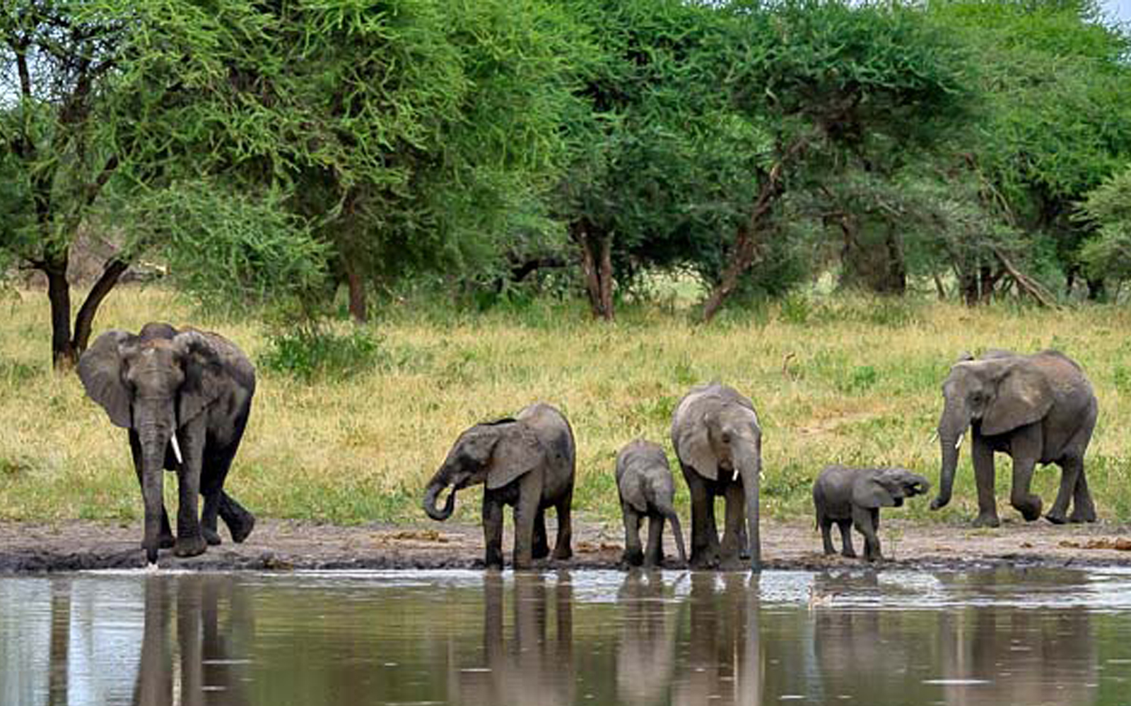 Tarangire National Park elephants and baobab trees