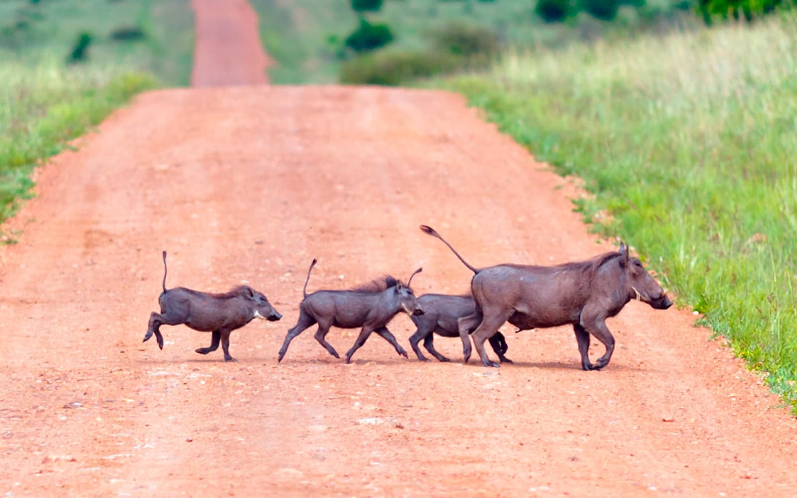 6-Day Tanzania family safari