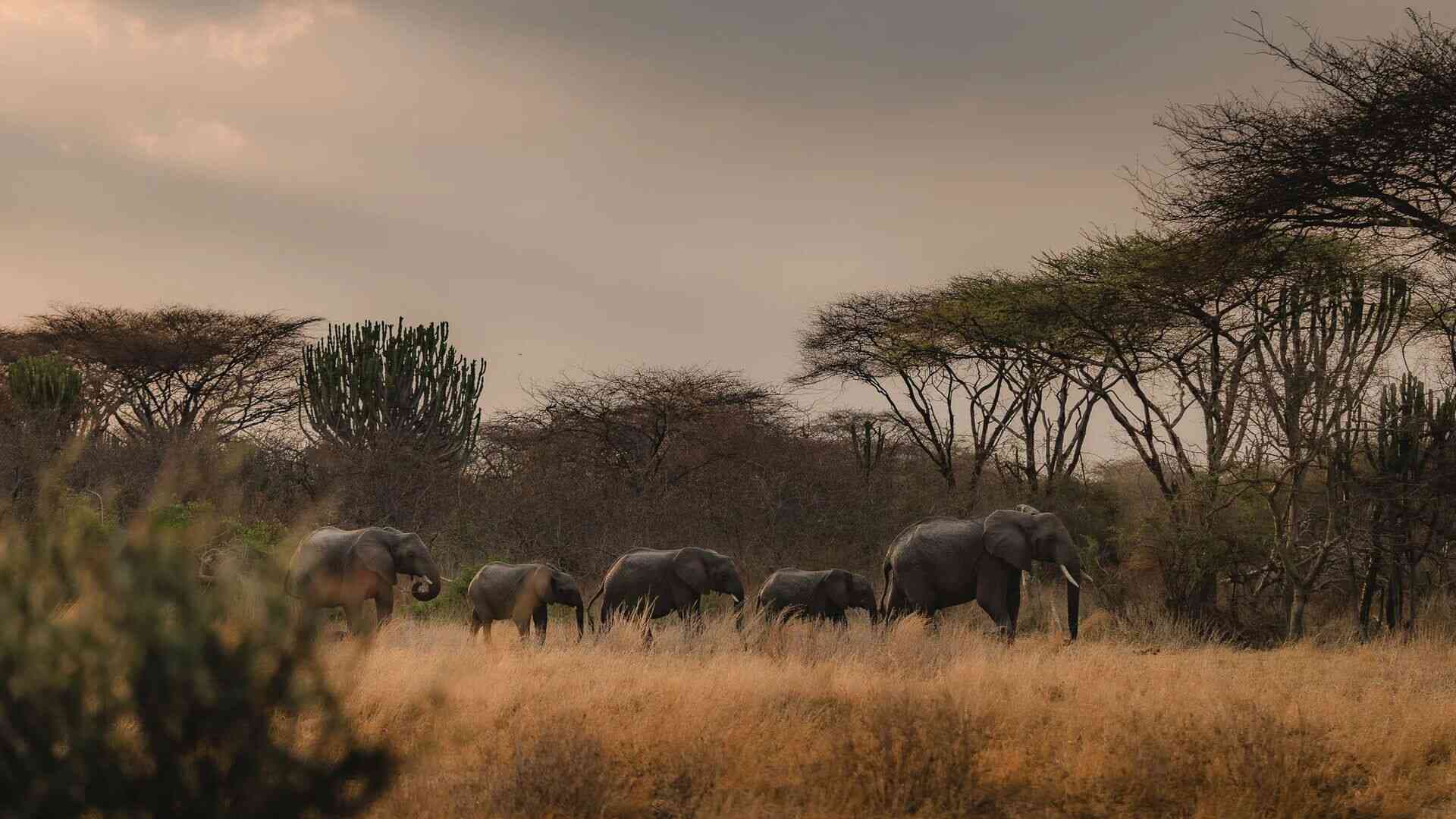 Tanzania safari packages and itineraries