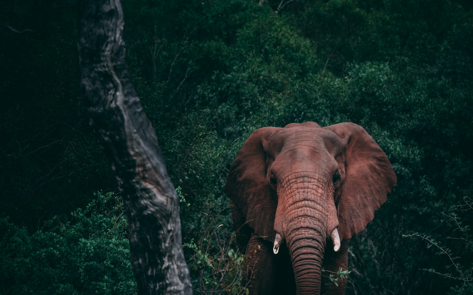 8-Day Serengeti photographic safari