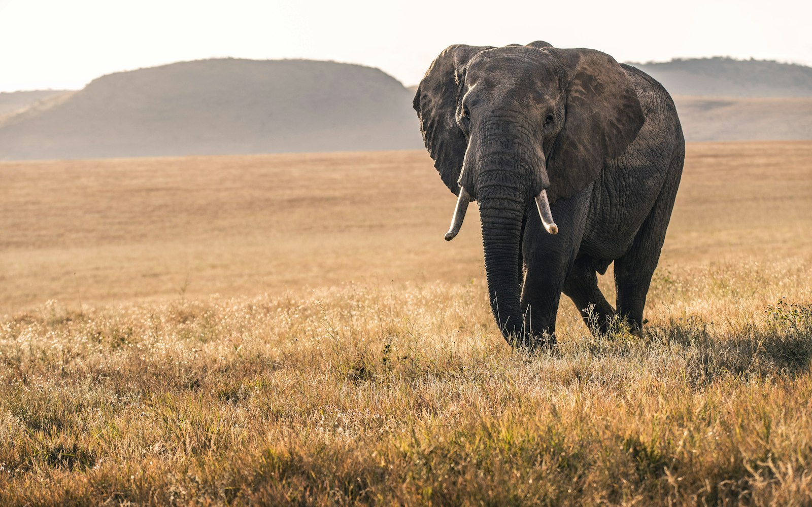 Ngorongoro Crater Tanzania safari