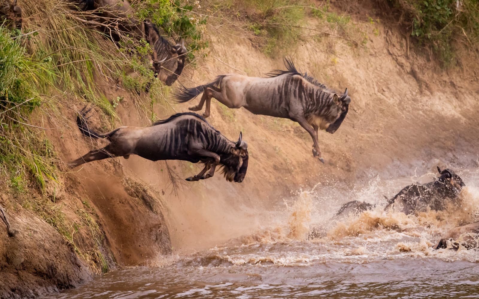 Wildebeest migration calendar guide